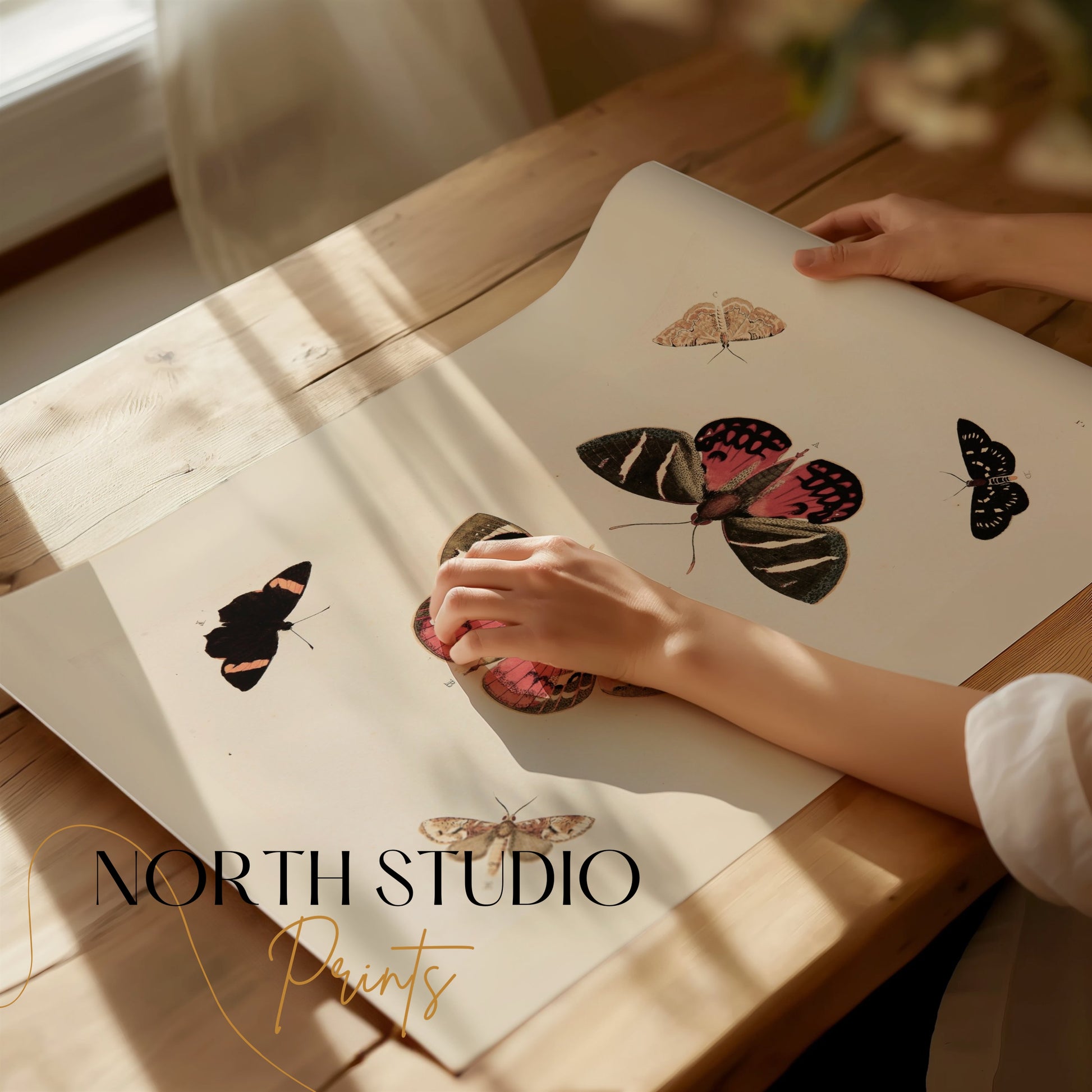 Premium Poster of Beautiful Vintage Butterfly Illustration Art Posters