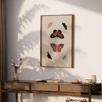 Premium Poster of Beautiful Vintage Butterfly Illustration Art Posters