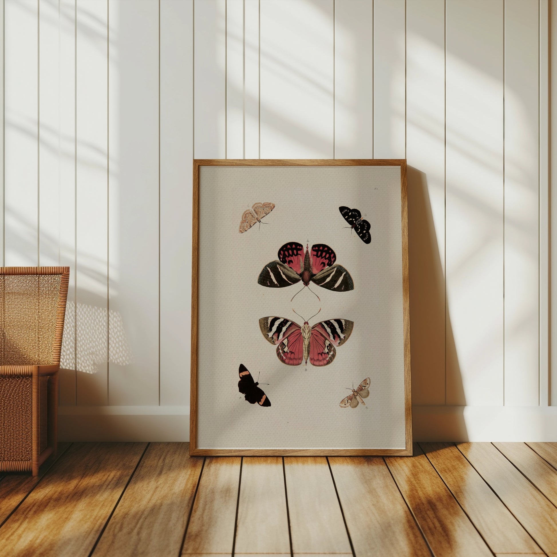 Premium Poster of Beautiful Vintage Butterfly Illustration Art Posters