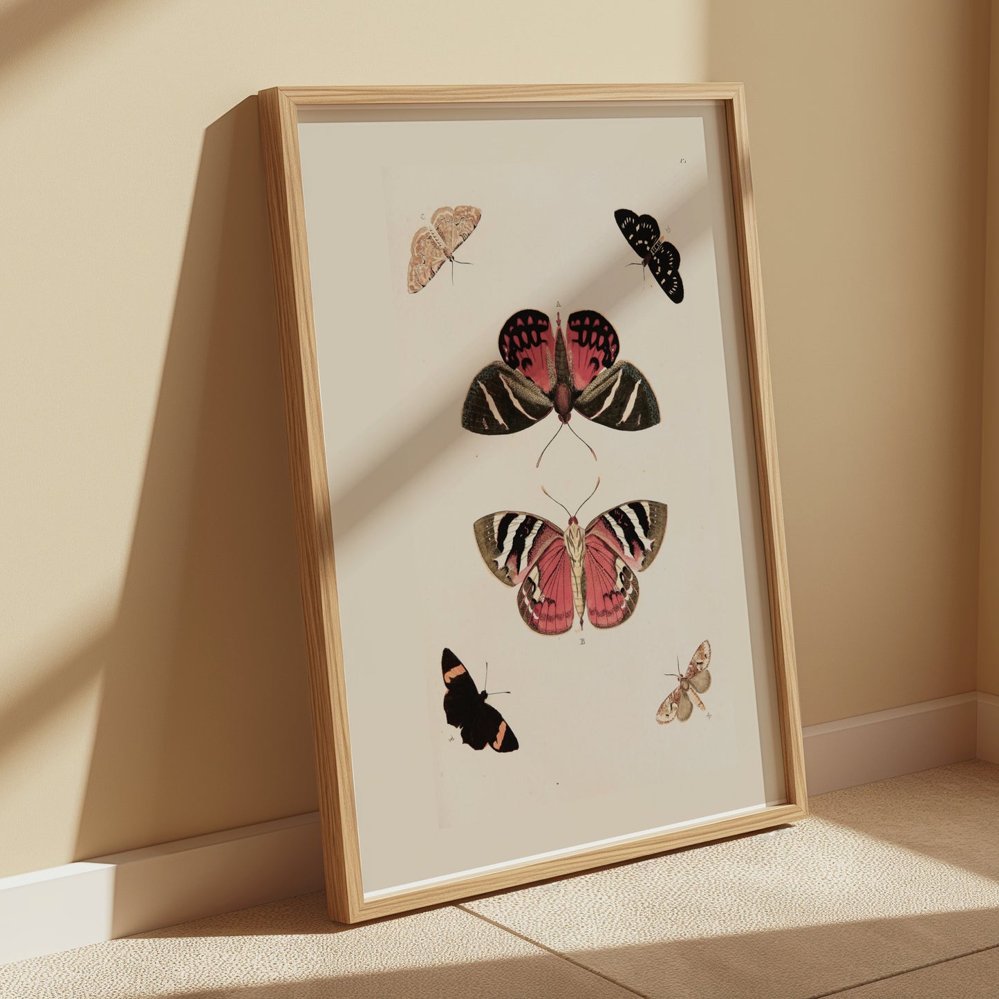 Premium Poster of Beautiful Vintage Butterfly Illustration Art Posters