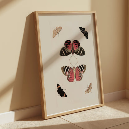 Premium Poster of Beautiful Vintage Butterfly Illustration Art Posters