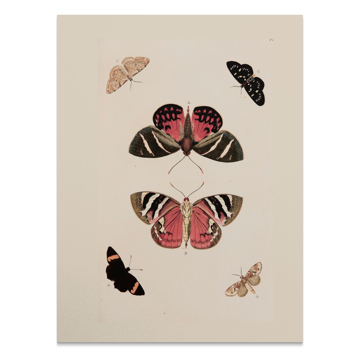 Premium Poster of Beautiful Vintage Butterfly Illustration Art Posters
