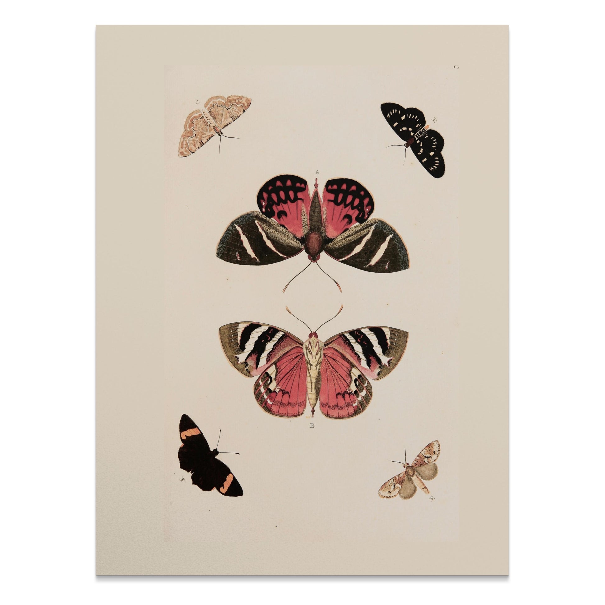 Premium Poster of Beautiful Vintage Butterfly Illustration Art Posters