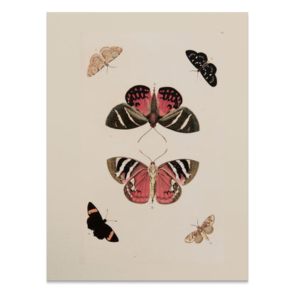 Premium Poster of Beautiful Vintage Butterfly Illustration Art Posters