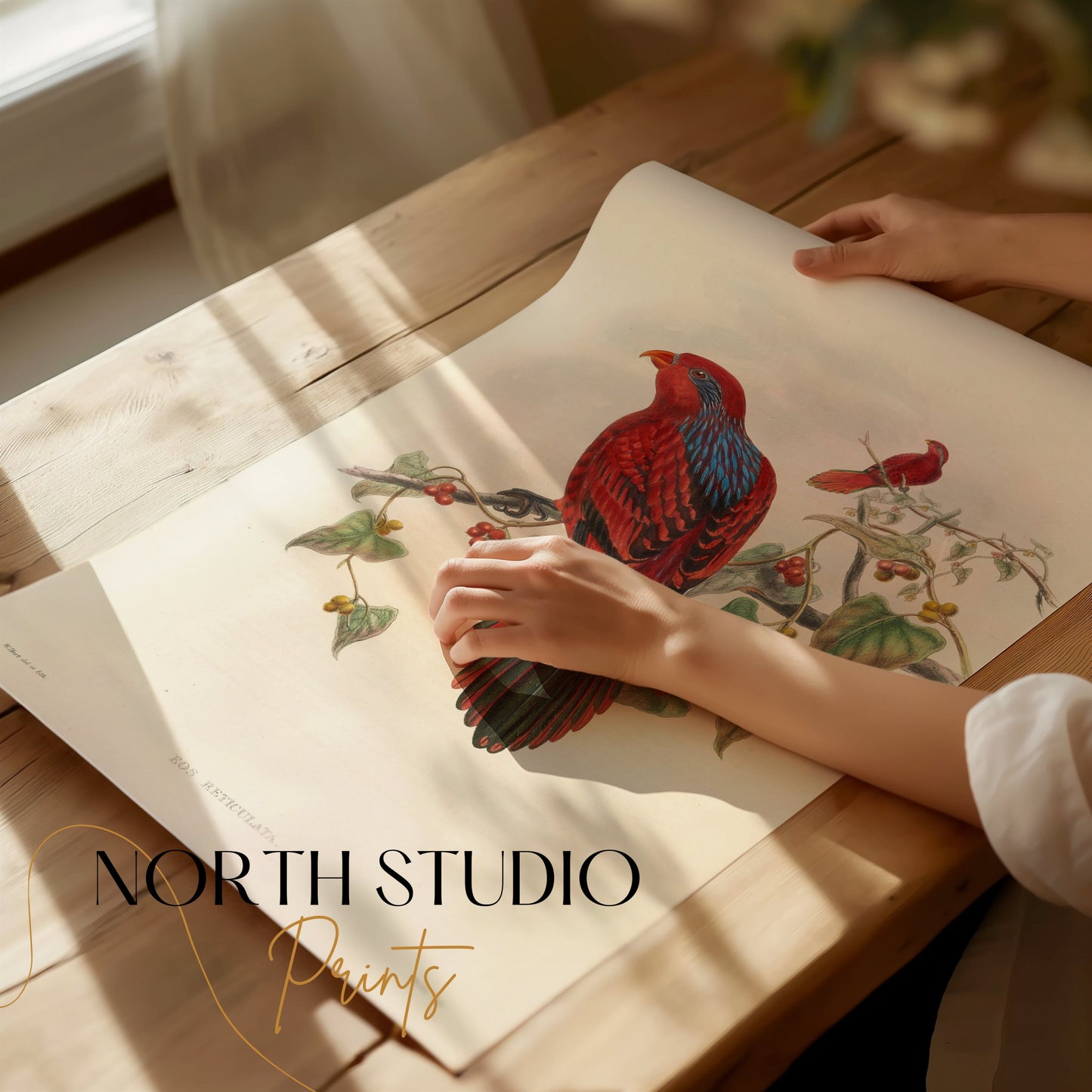 Premium Poster of Beautiful Vintage Parrot Illustration Art Print Posters