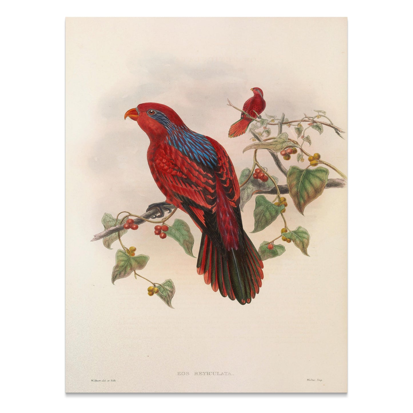 Premium Poster of Beautiful Vintage Parrot Illustration Art Print Posters