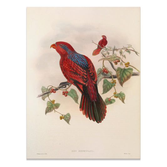 Premium Poster of Beautiful Vintage Parrot Illustration Art Print Posters