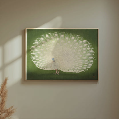 Premium Poster of Beautiful White Peacock Green Background Posters
