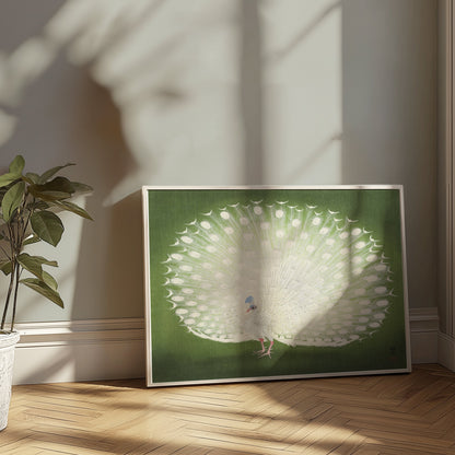 Premium Poster of Beautiful White Peacock Green Background Posters