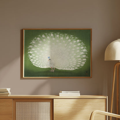 Premium Poster of Beautiful White Peacock Green Background Posters