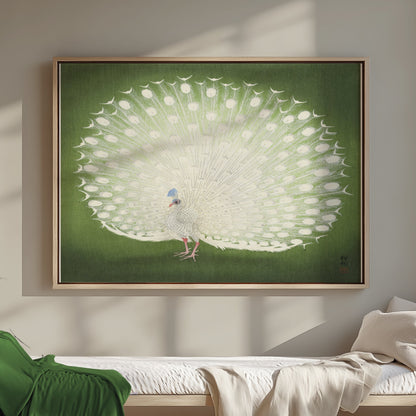 Premium Poster of Beautiful White Peacock Green Background Posters