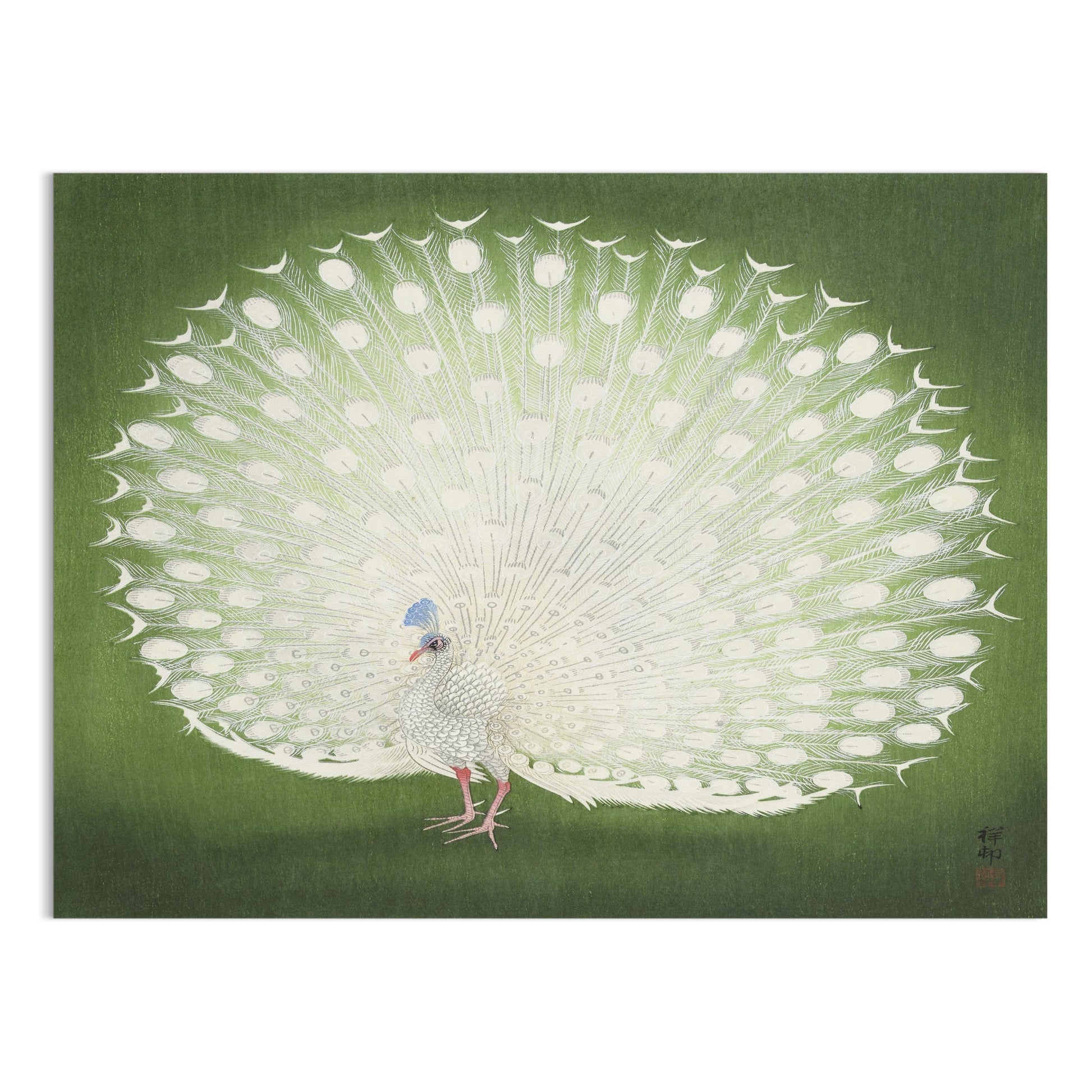 Premium Poster of Beautiful White Peacock Green Background Posters