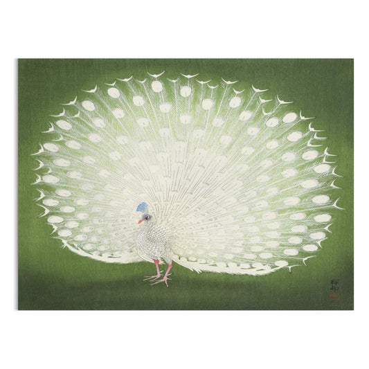 Premium Poster of Beautiful White Peacock Green Background Posters