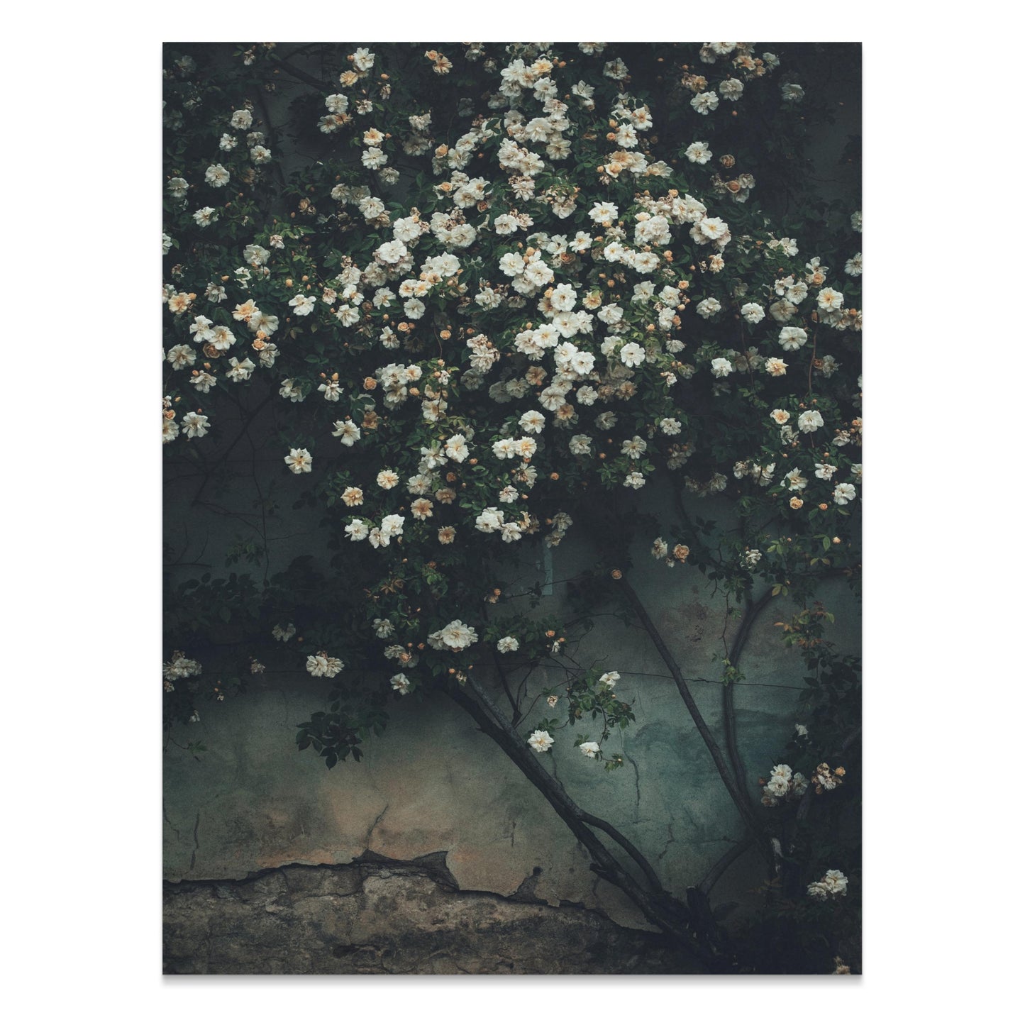 Premium Poster of Beautiful White Roses on Green Wall Art Posters