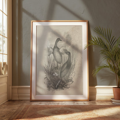 Premium Poster of Beautiful Wildlife Art Print of Ducks in Nest Posters