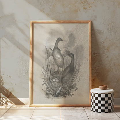 Premium Poster of Beautiful Wildlife Art Print of Ducks in Nest Posters