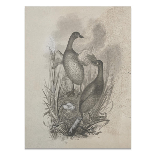 Premium Poster of Beautiful Wildlife Art Print of Ducks in Nest Posters