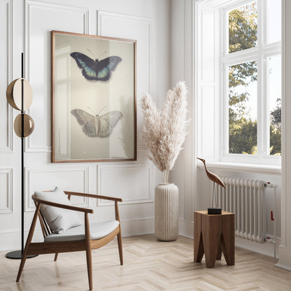 Premium Poster of Beautifully Illustrated Butterfly Art Prints Posters