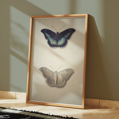 Premium Poster of Beautifully Illustrated Butterfly Art Prints Posters