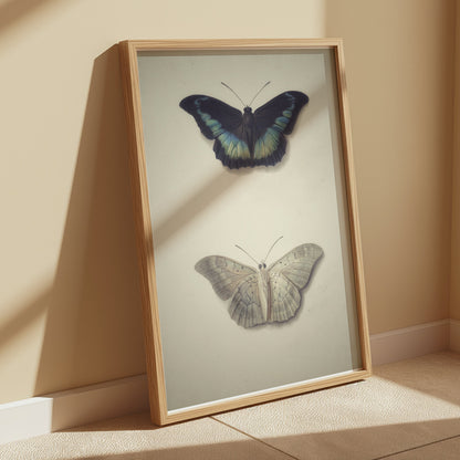 Premium Poster of Beautifully Illustrated Butterfly Art Prints Posters