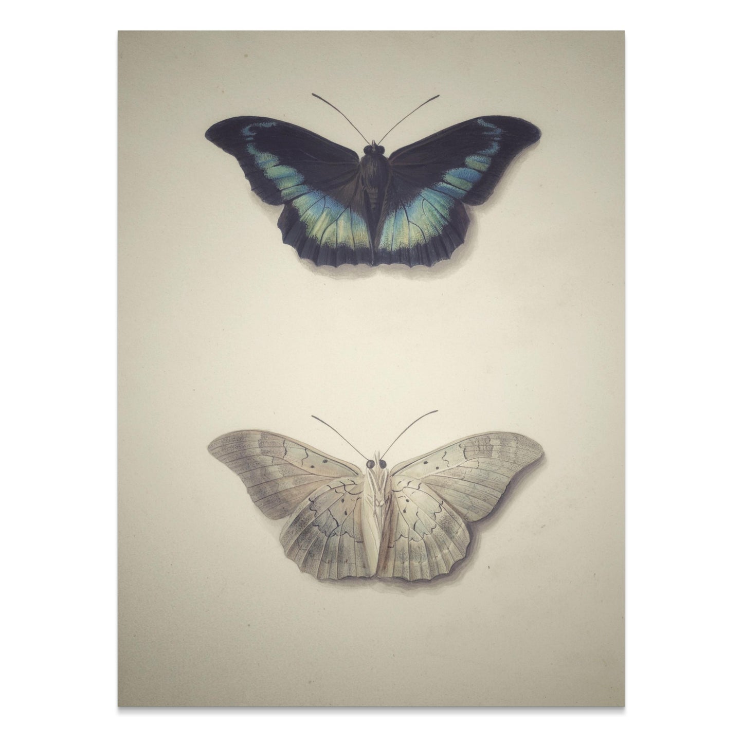 Premium Poster of Beautifully Illustrated Butterfly Art Prints Posters