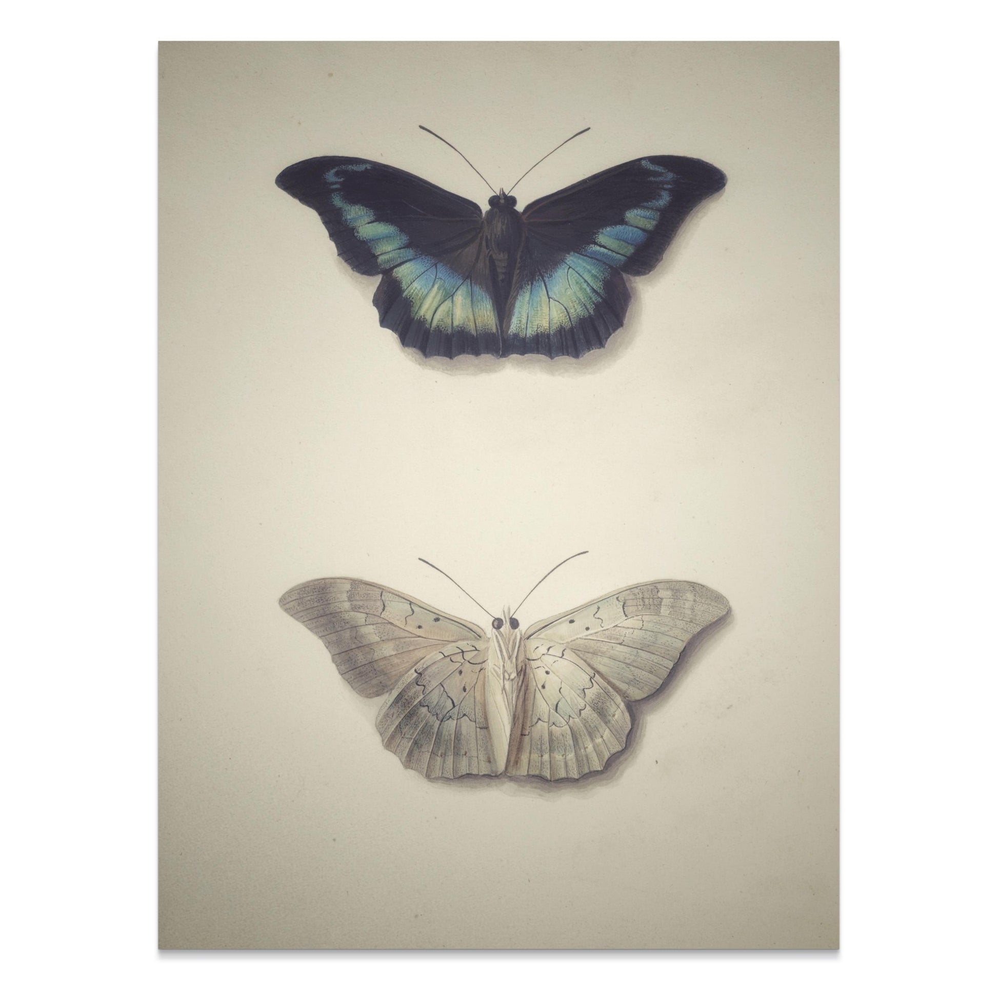 Premium Poster of Beautifully Illustrated Butterfly Art Prints Posters