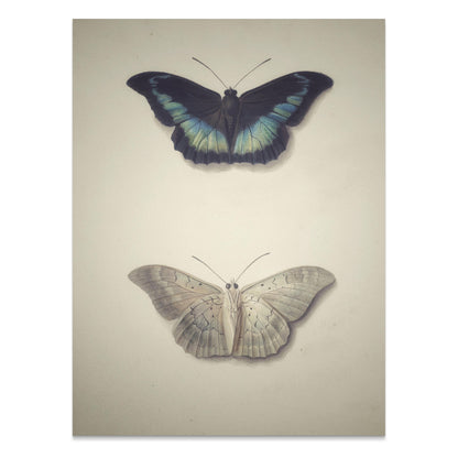 Premium Poster of Beautifully Illustrated Butterfly Art Prints Posters