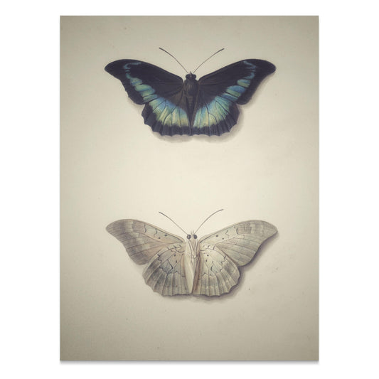 Premium Poster of Beautifully Illustrated Butterfly Art Prints Posters