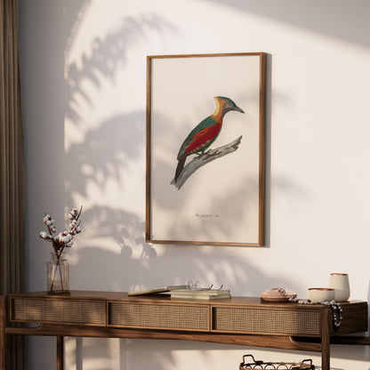 Premium Poster of Beautifully Illustrated Picus Viridis Bird Posters