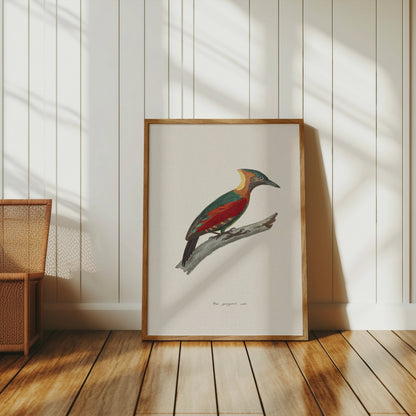 Premium Poster of Beautifully Illustrated Picus Viridis Bird Posters