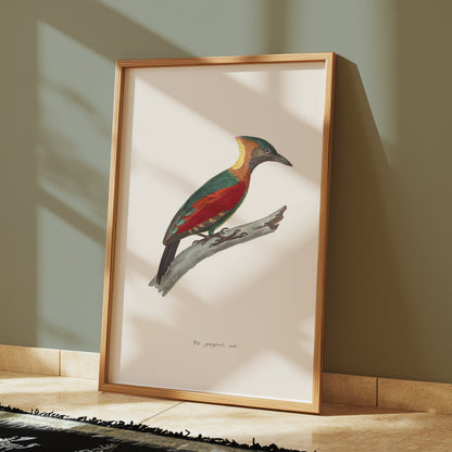 Premium Poster of Beautifully Illustrated Picus Viridis Bird Posters