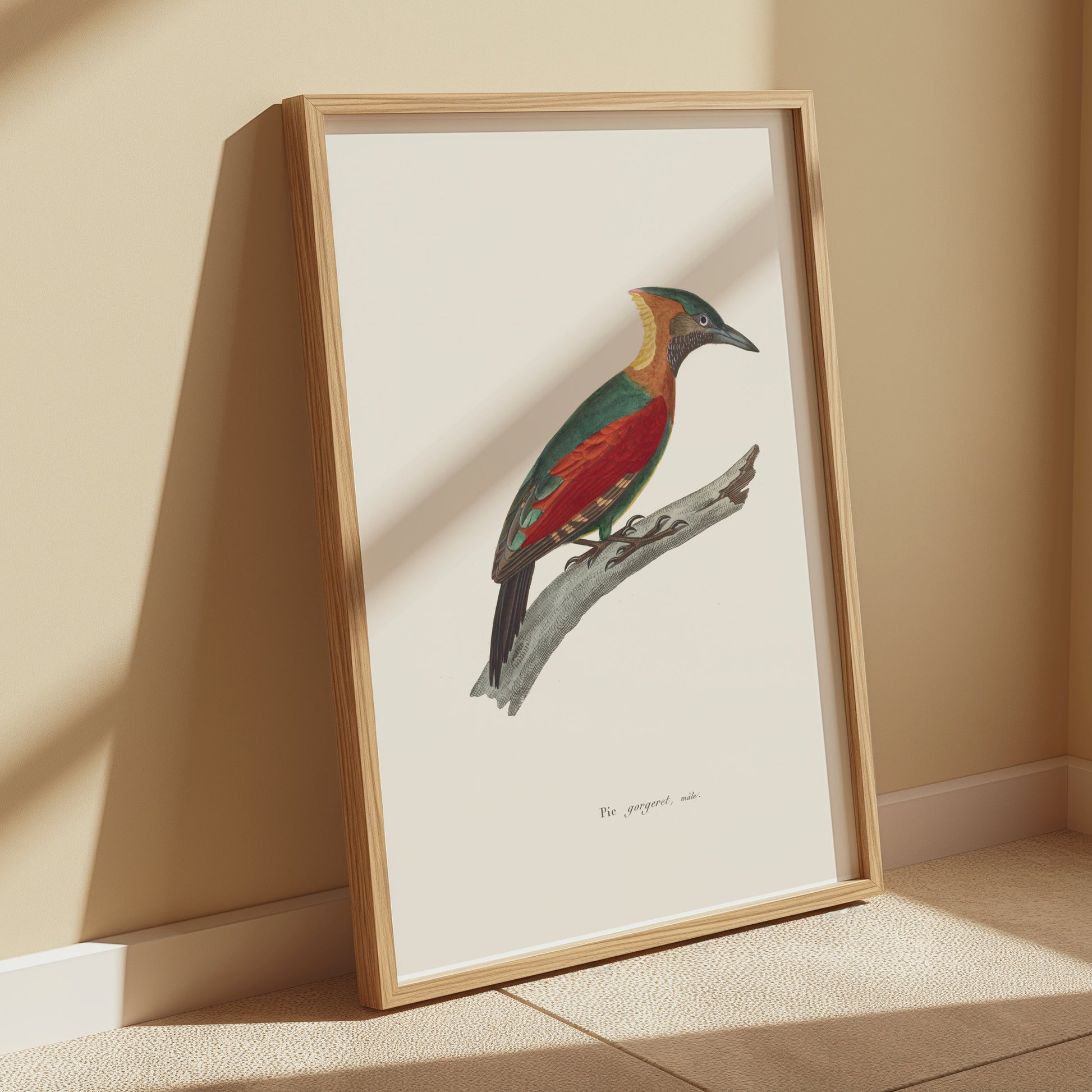 Premium Poster of Beautifully Illustrated Picus Viridis Bird Posters