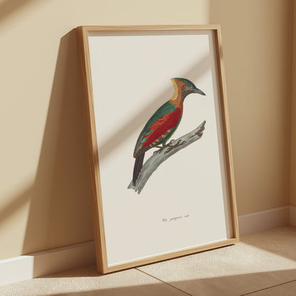 Premium Poster of Beautifully Illustrated Picus Viridis Bird Posters