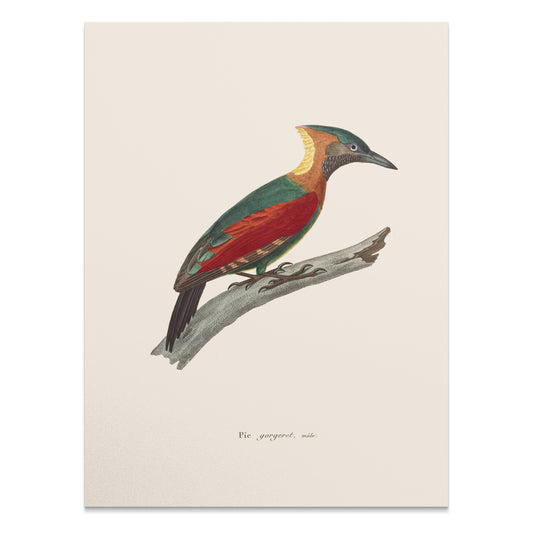 Premium Poster of Beautifully Illustrated Picus Viridis Bird Posters
