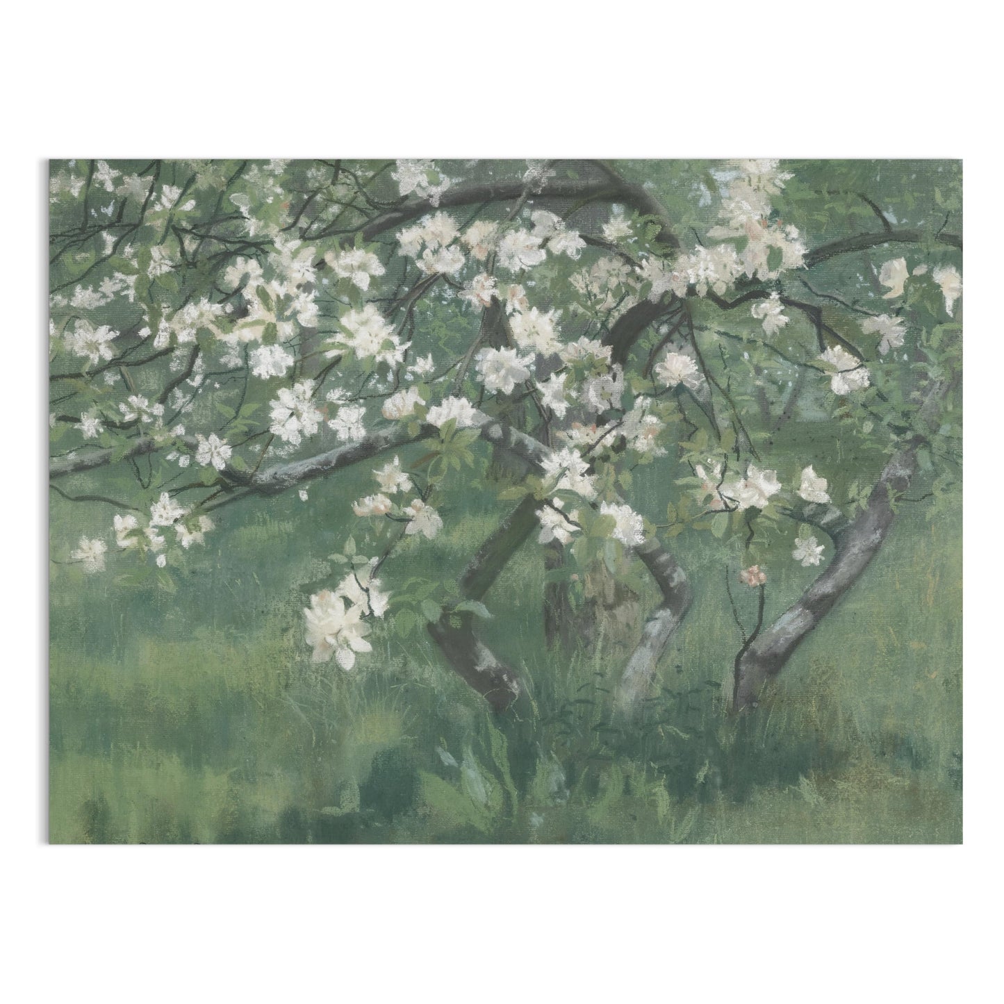 Premium Poster of Blossoming Tree with White Flowers Art Print Posters
