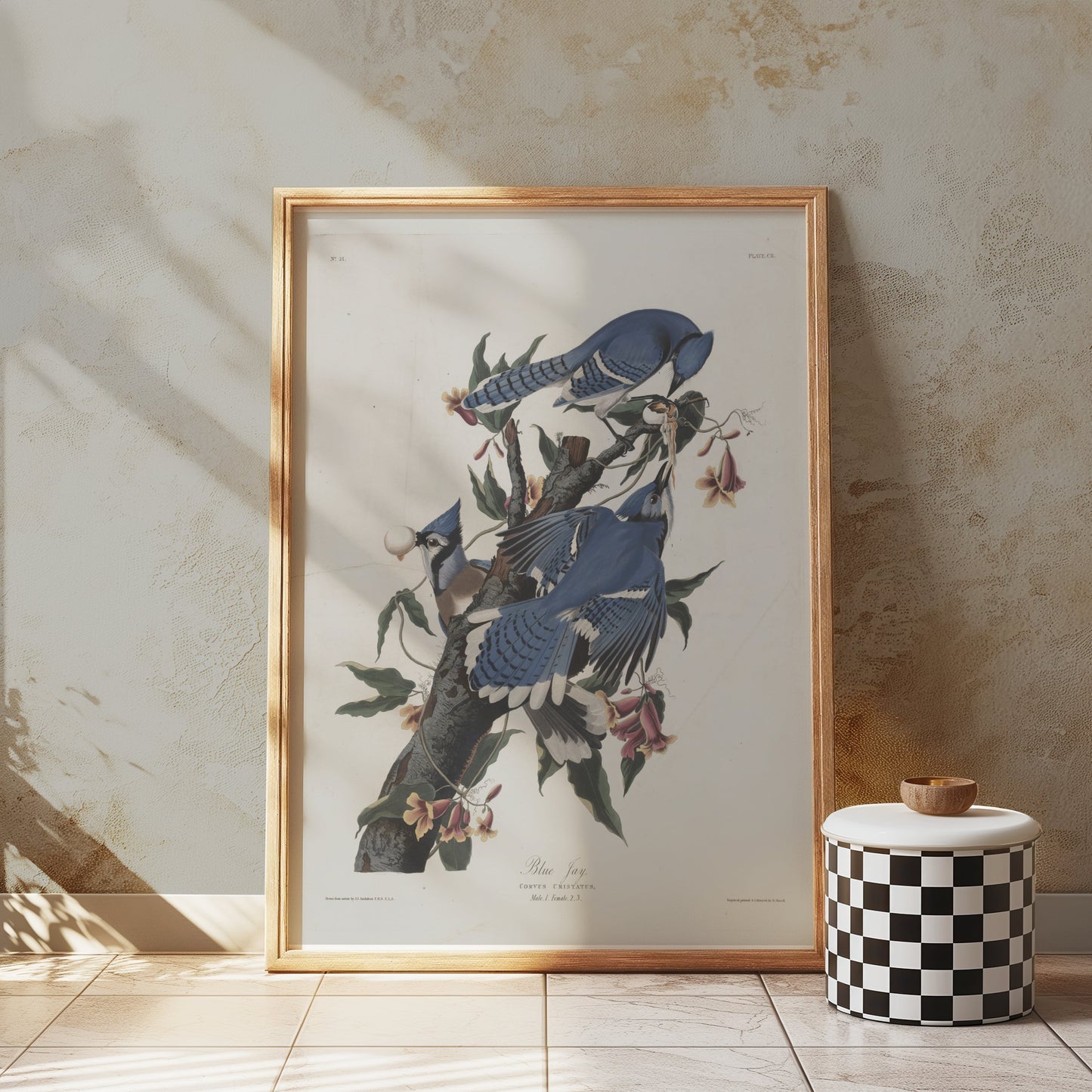Premium Poster of Blue Jays on Tree Branches Nature Illustration Posters