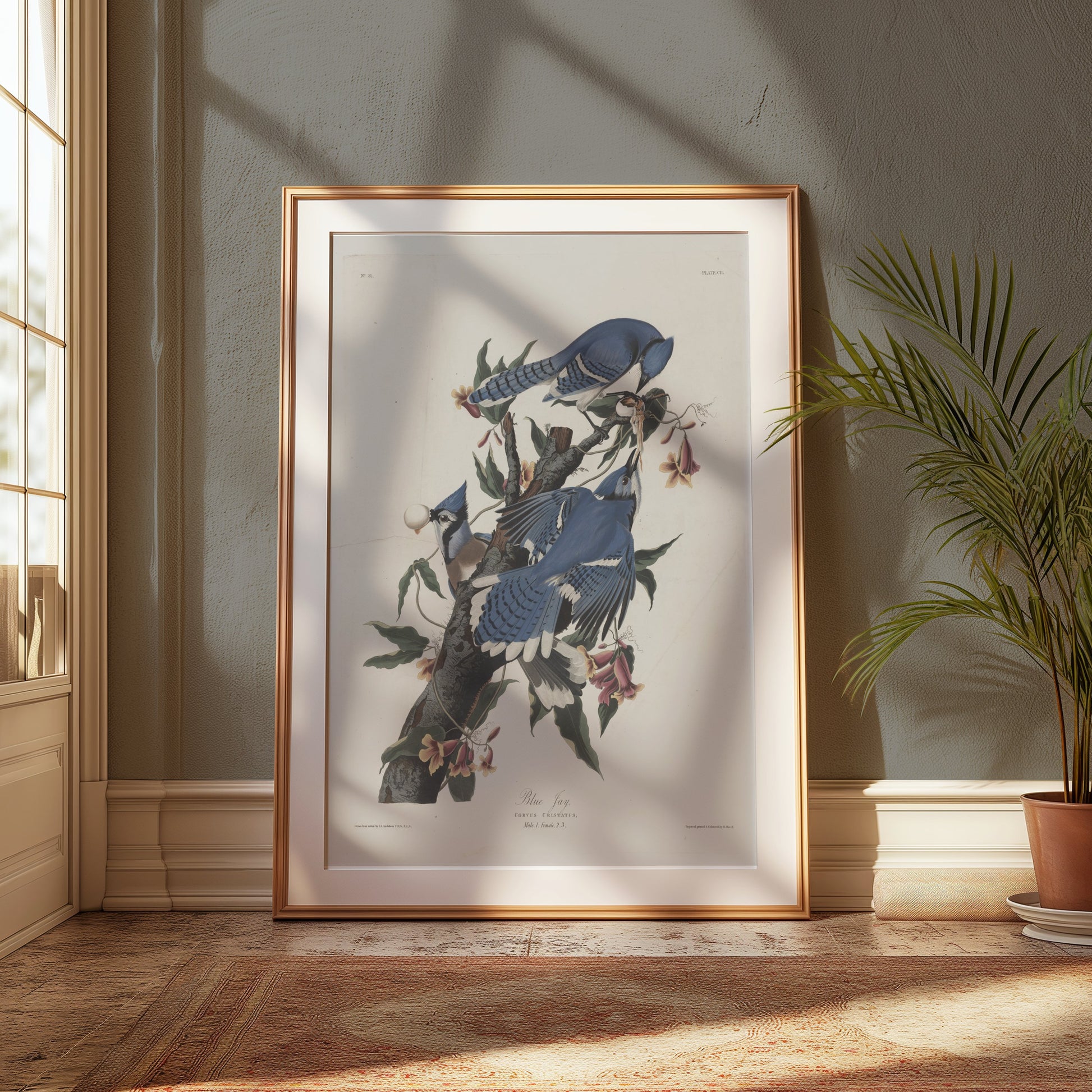 Premium Poster of Blue Jays on Tree Branches Nature Illustration Posters