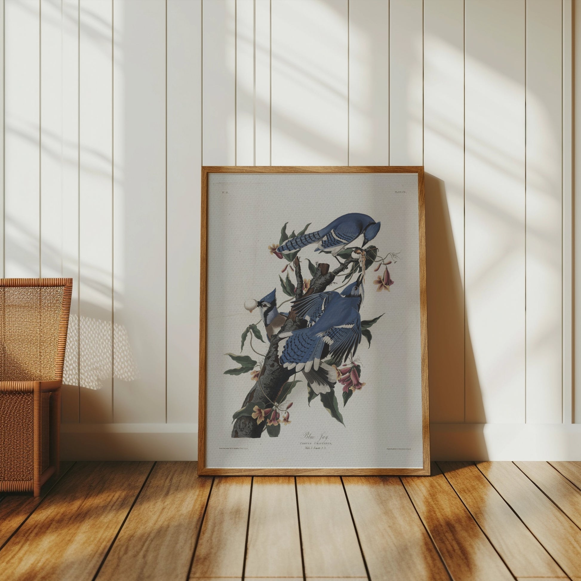 Premium Poster of Blue Jays on Tree Branches Nature Illustration Posters