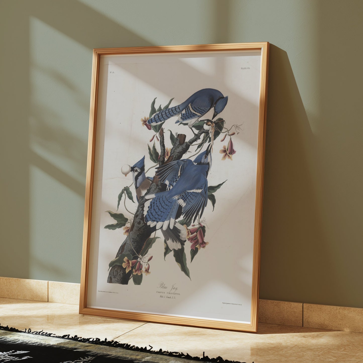Premium Poster of Blue Jays on Tree Branches Nature Illustration Posters