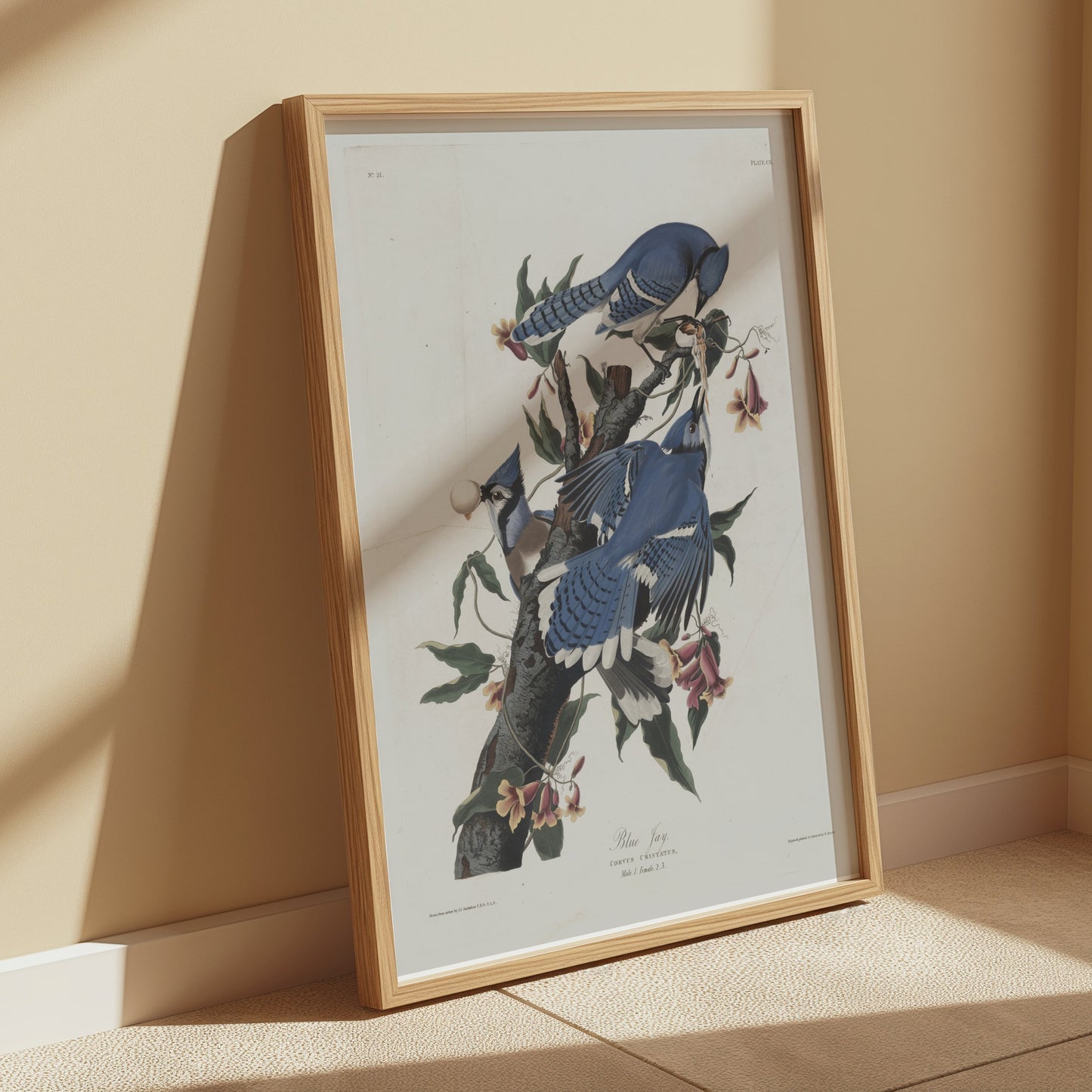 Premium Poster of Blue Jays on Tree Branches Nature Illustration Posters