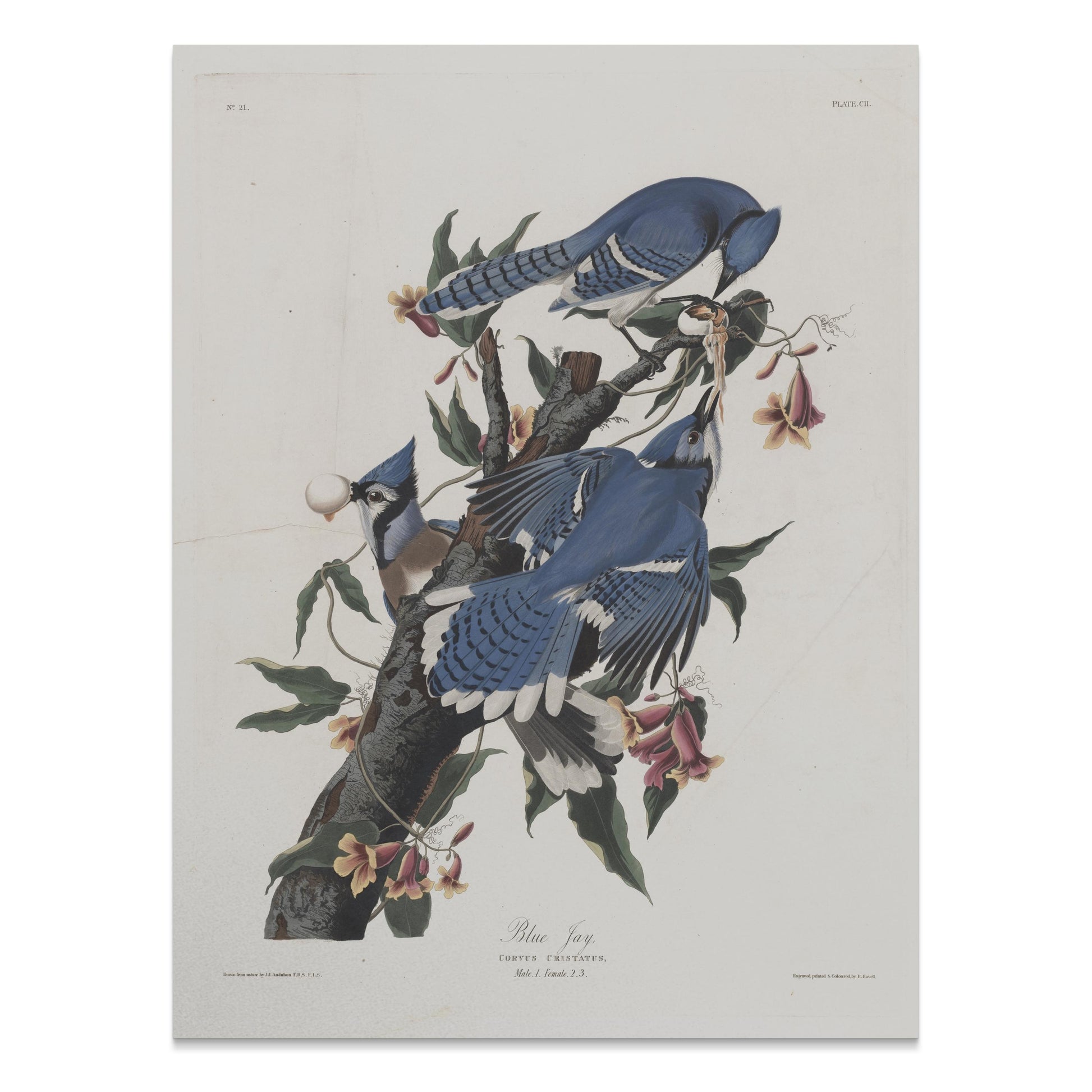 Premium Poster of Blue Jays on Tree Branches Nature Illustration Posters