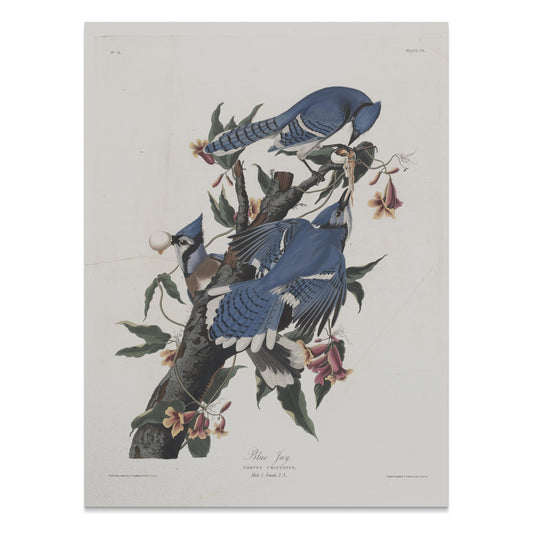 Premium Poster of Blue Jays on Tree Branches Nature Illustration Posters