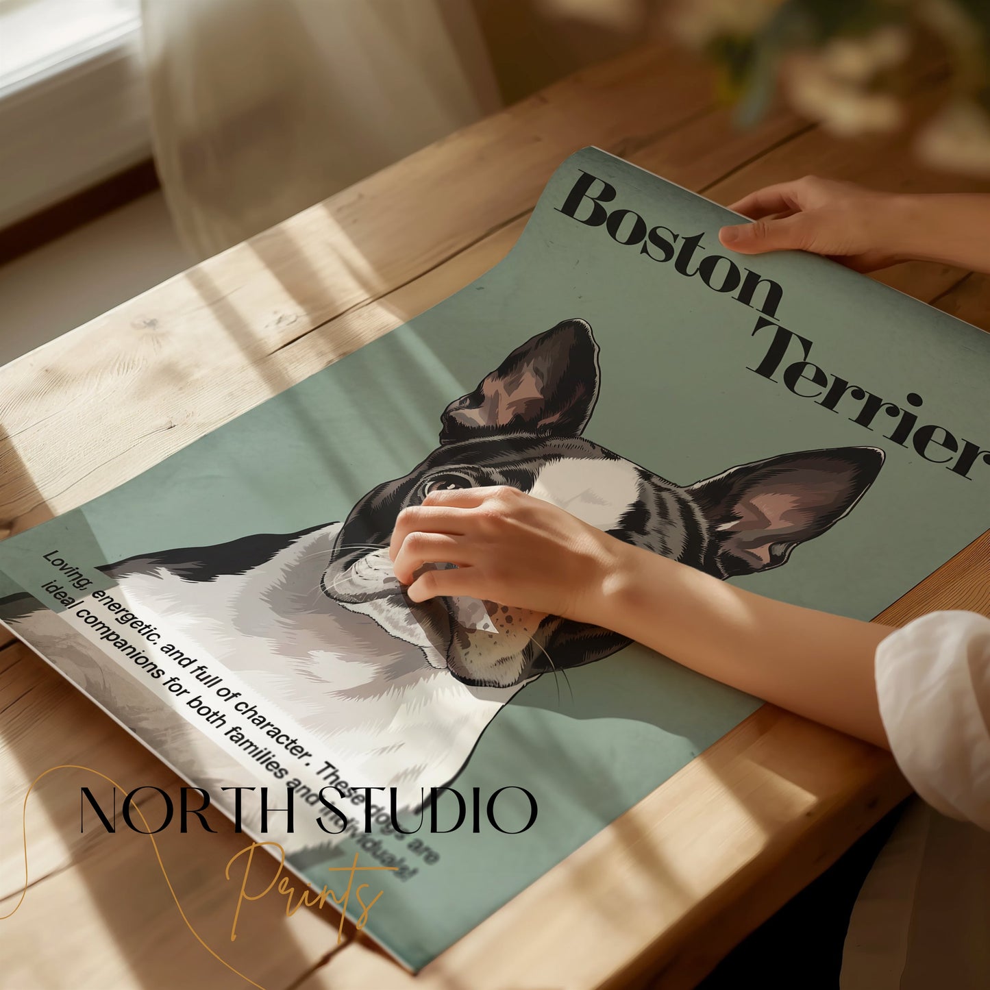 Premium Poster of Boston Terrier Dog Portrait Art Print Posters
