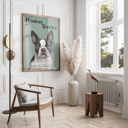 Premium Poster of Boston Terrier Dog Portrait Art Print Posters