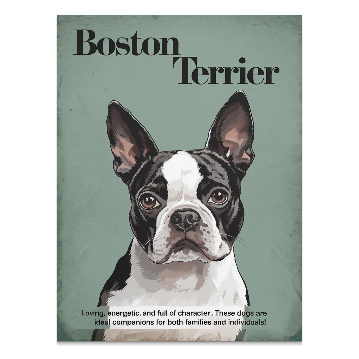 Premium Poster of Boston Terrier Dog Portrait Art Print Posters