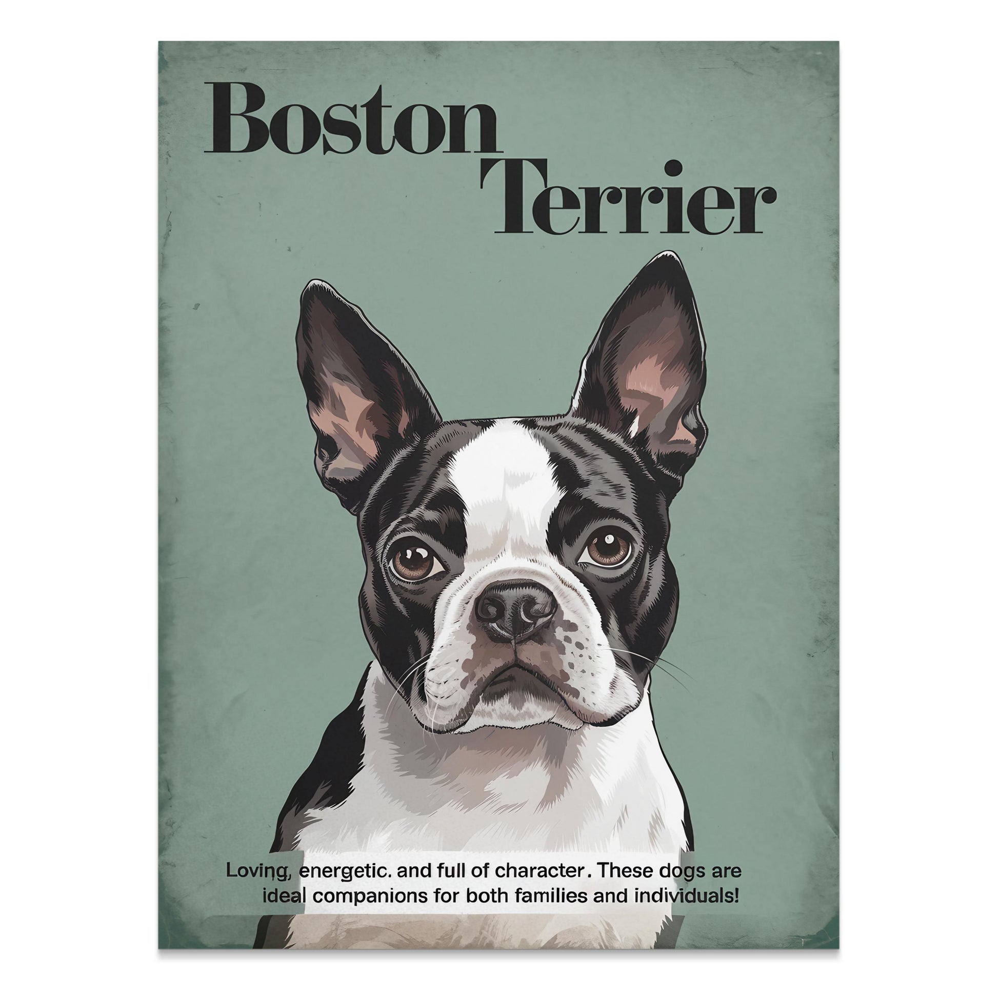 Premium Poster of Boston Terrier Dog Portrait Art Print Posters