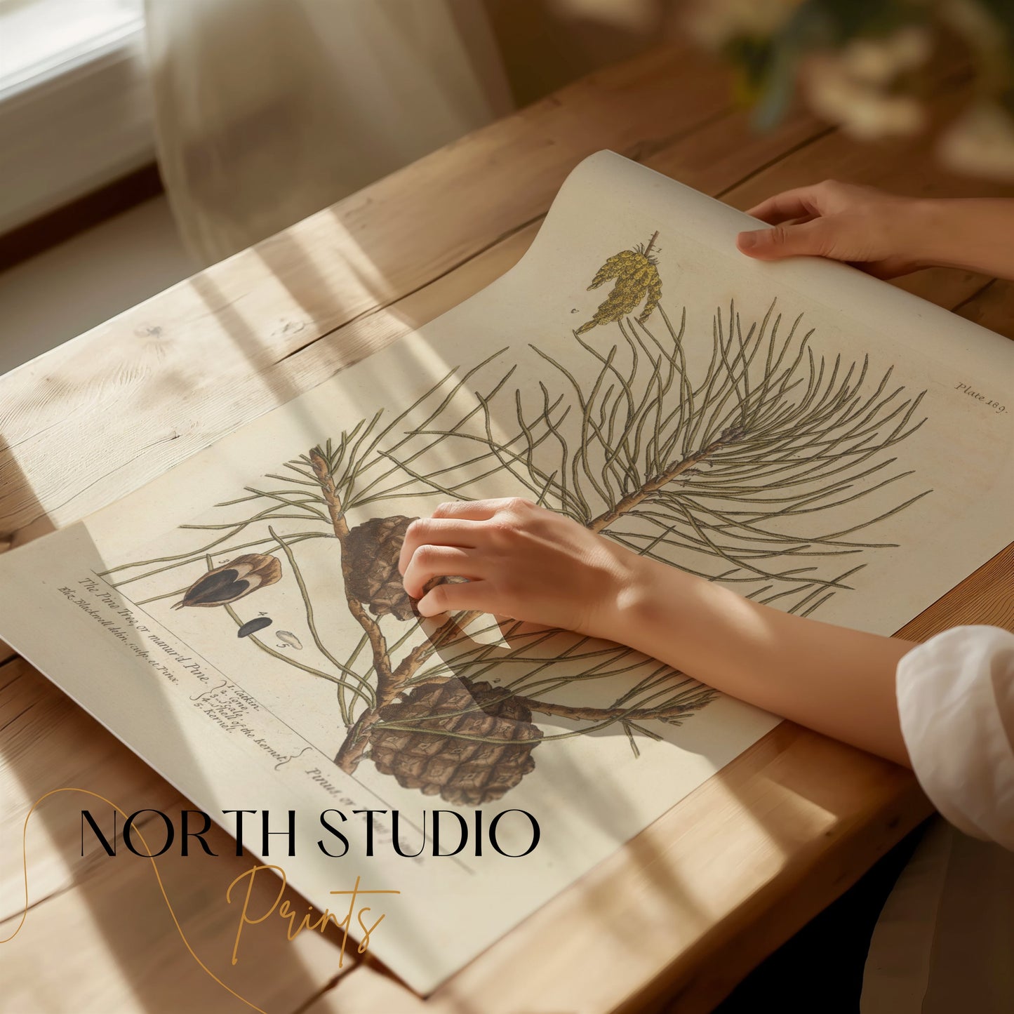 Premium Poster of Botanical Illustration of Pine Tree with Cones Posters