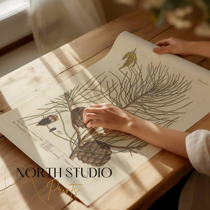 Premium Poster of Botanical Illustration of Pine Tree with Cones Posters