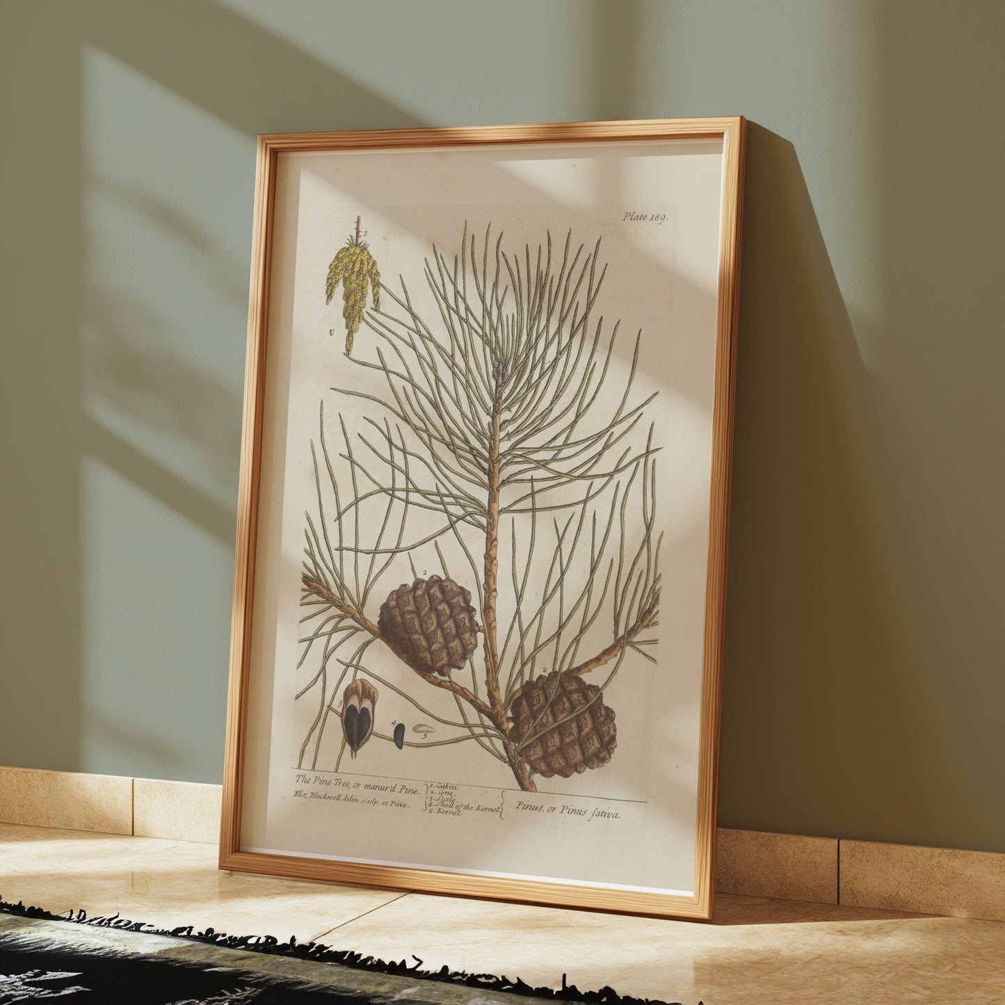 Premium Poster of Botanical Illustration of Pine Tree with Cones Posters