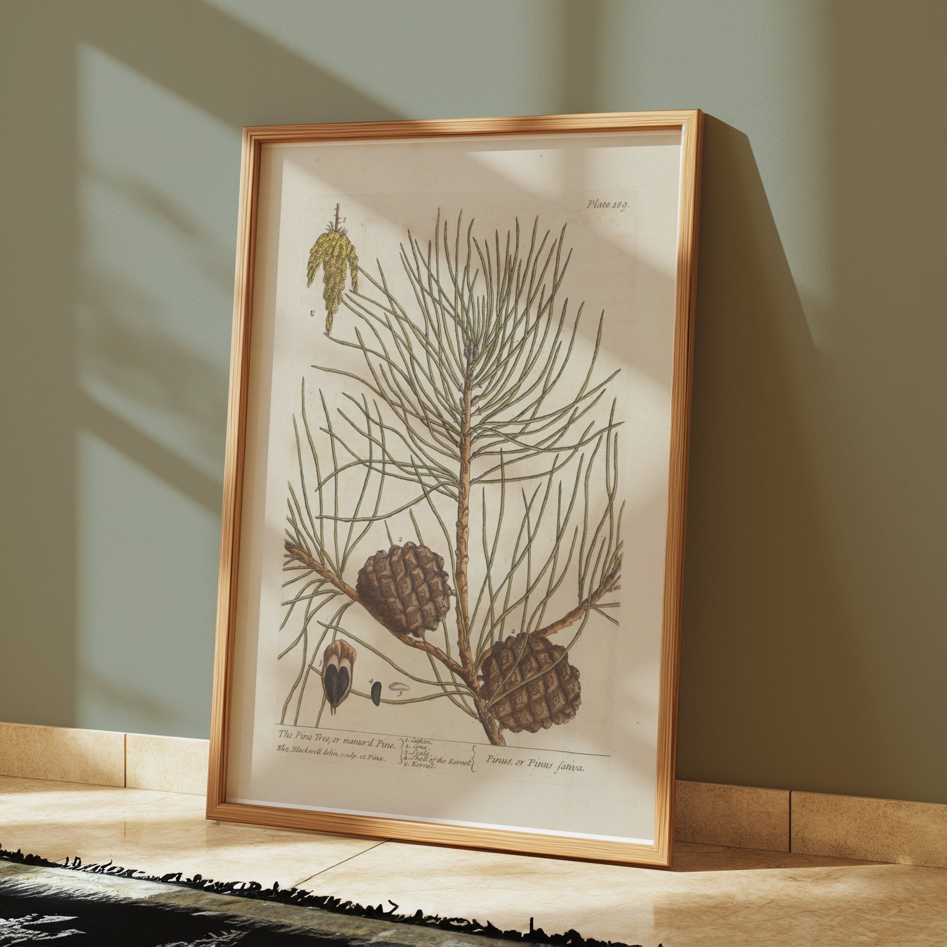 Premium Poster of Botanical Illustration of Pine Tree with Cones Posters